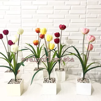 Detail Bunga Tulip Putih Cantik Nomer 31