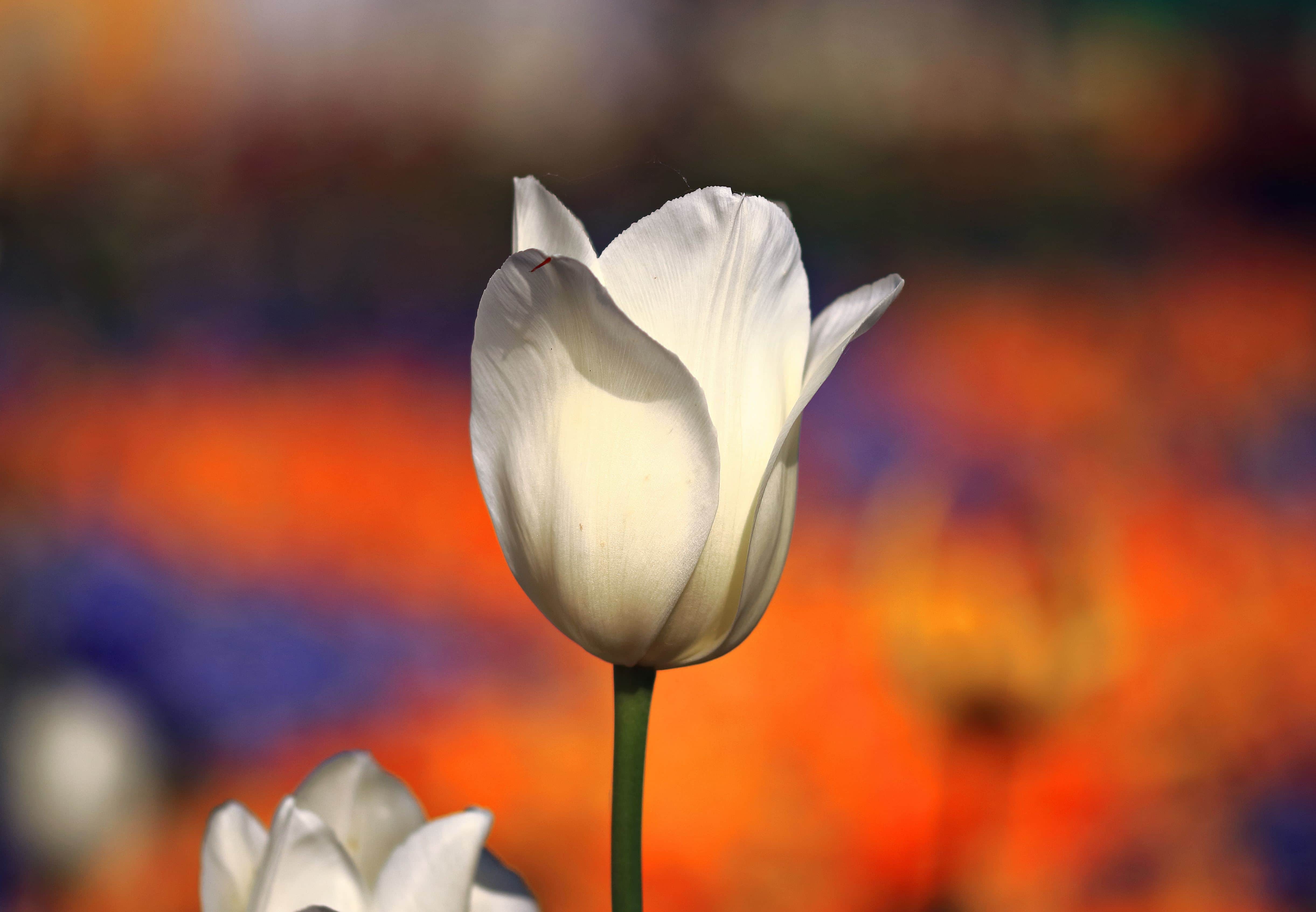 Detail Bunga Tulip Putih Mekar Nomer 11