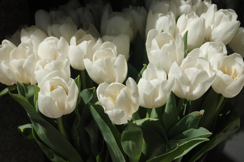 Detail Bunga Tulip Putih Mekar Nomer 17