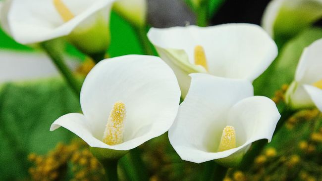 Detail Bunga Tulip Putih Mekar Nomer 31