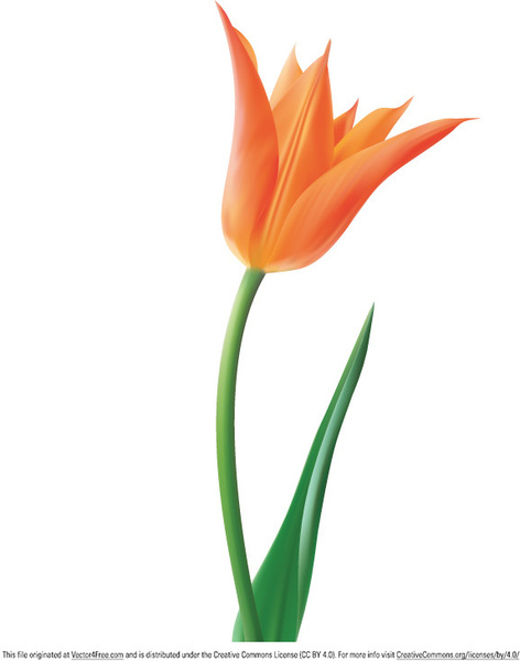 Bunga Tulip Vector - KibrisPDR