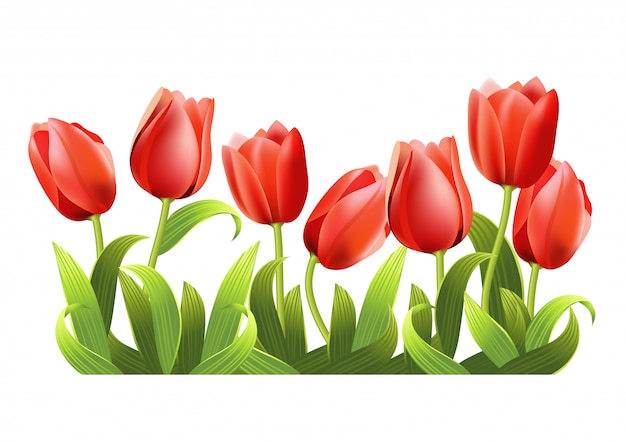 Detail Bunga Tulip Vector Nomer 2