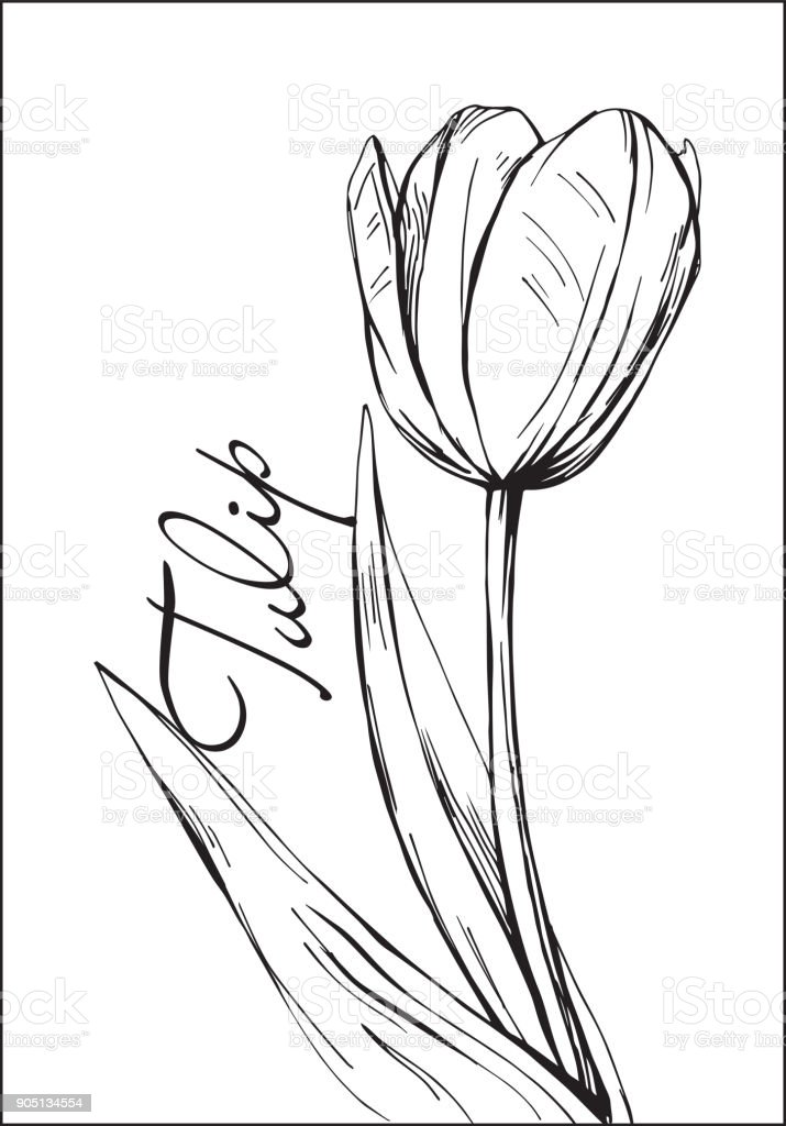 Detail Bunga Tulip Vector Nomer 13