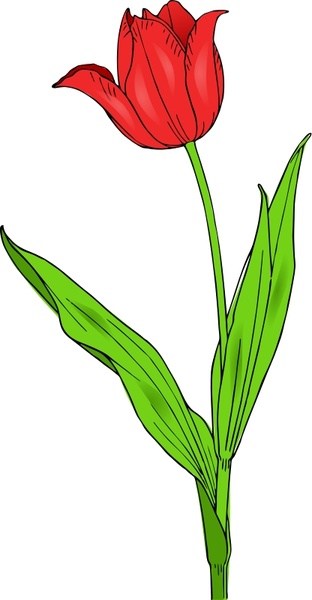 Detail Bunga Tulip Vector Nomer 18