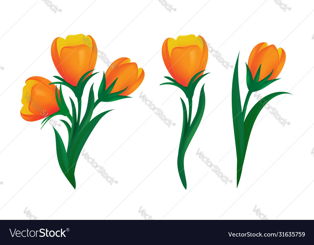 Detail Bunga Tulip Vector Nomer 23