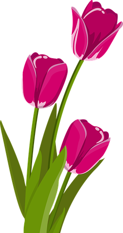 Detail Bunga Tulip Vector Nomer 4