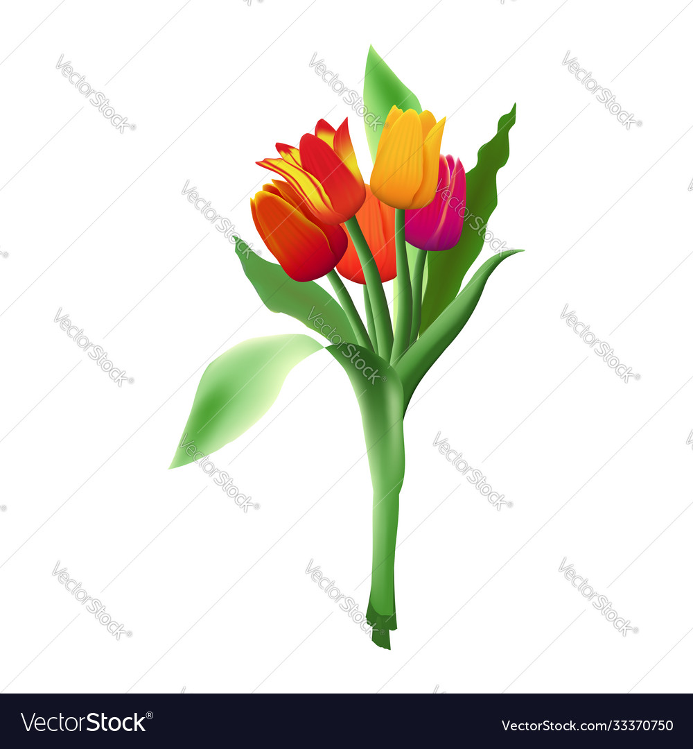Detail Bunga Tulip Vector Nomer 29