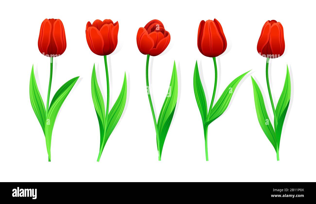 Detail Bunga Tulip Vector Nomer 32