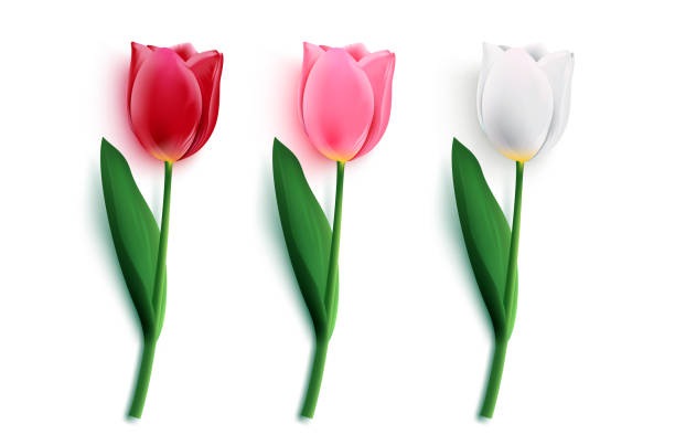 Detail Bunga Tulip Vector Nomer 40