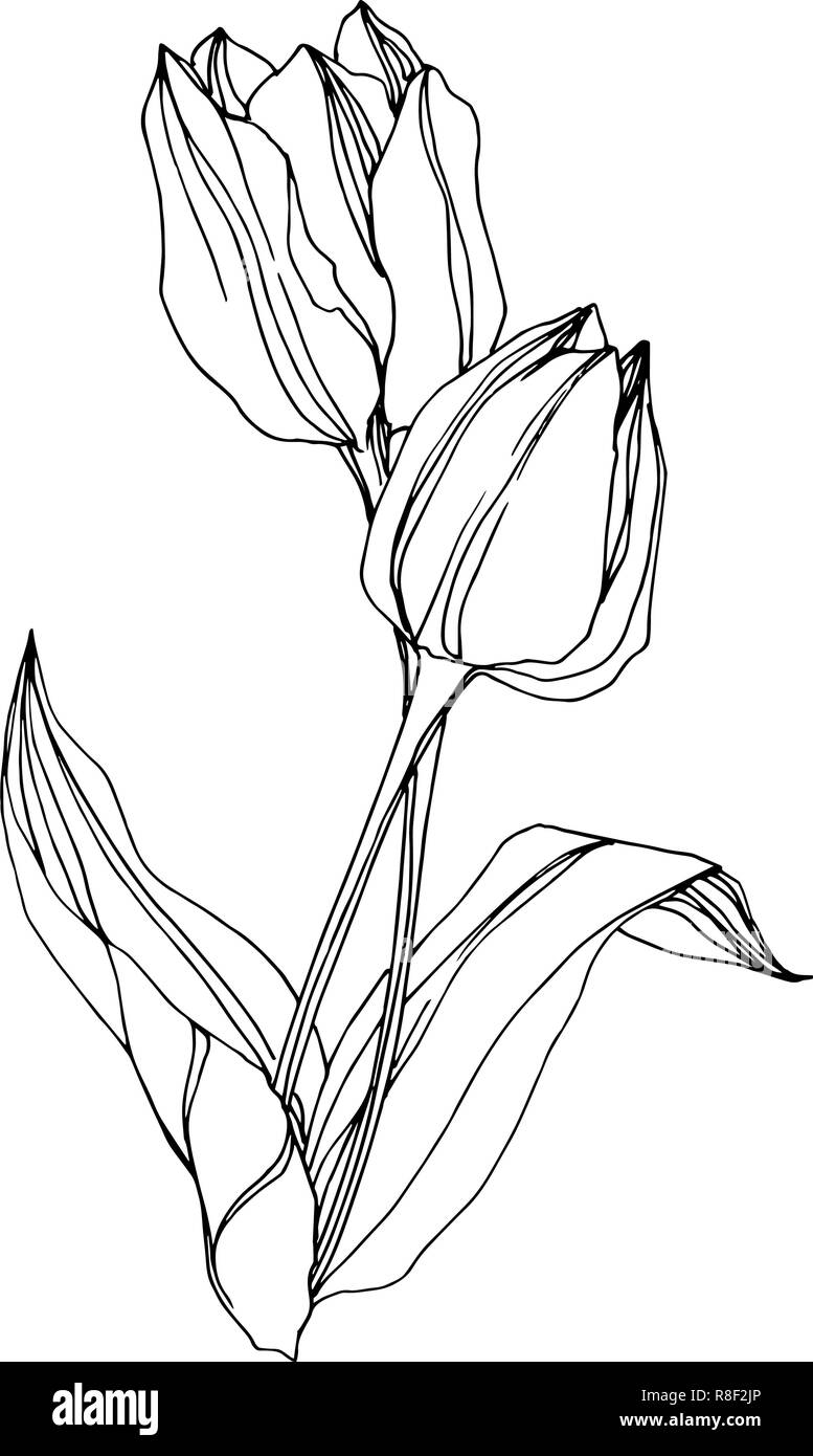 Detail Bunga Tulip Vector Nomer 47