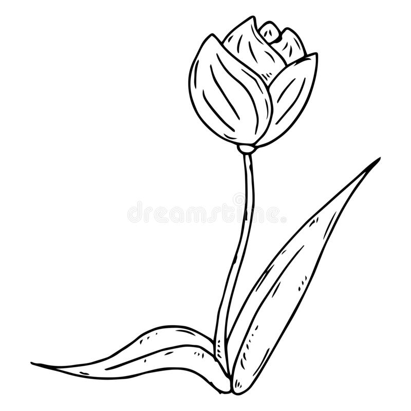 Detail Bunga Tulip Vector Nomer 53