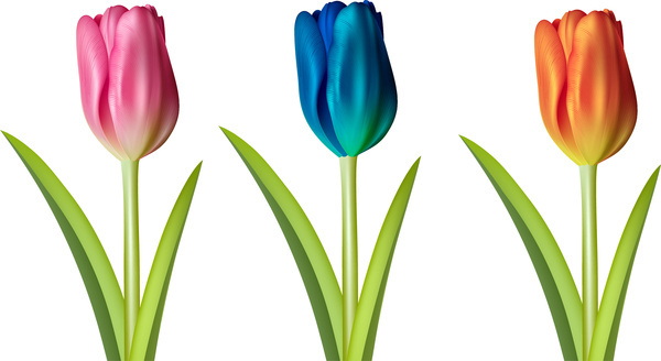 Detail Bunga Tulip Vector Nomer 9