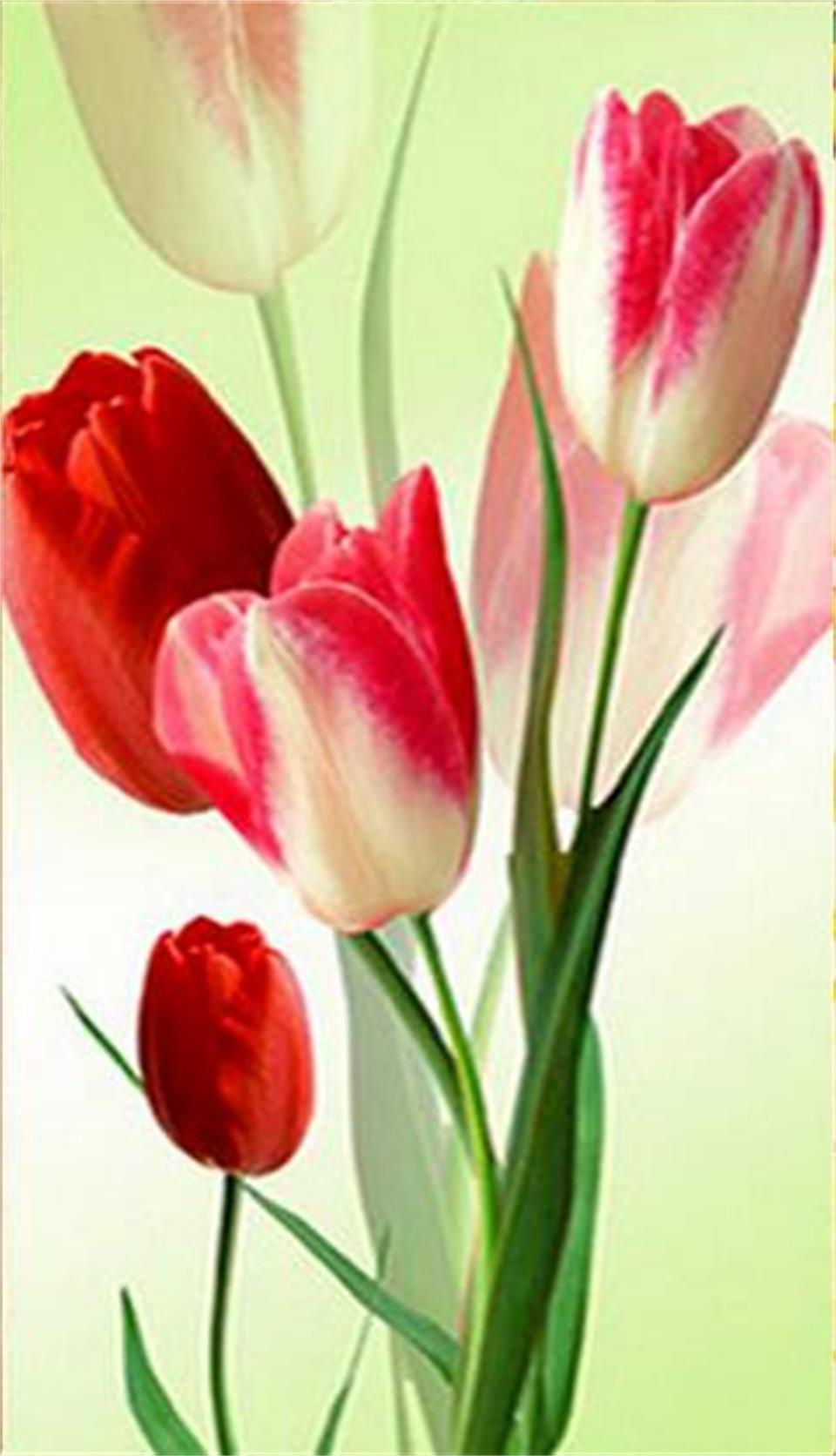 Detail Bunga Tulip Wallpaper Nomer 8