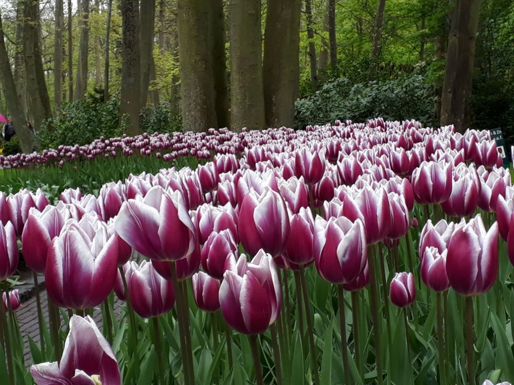 Bunga Tulip Warna Warni - KibrisPDR