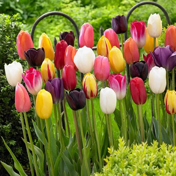 Detail Bunga Tulip Warna Warni Nomer 32