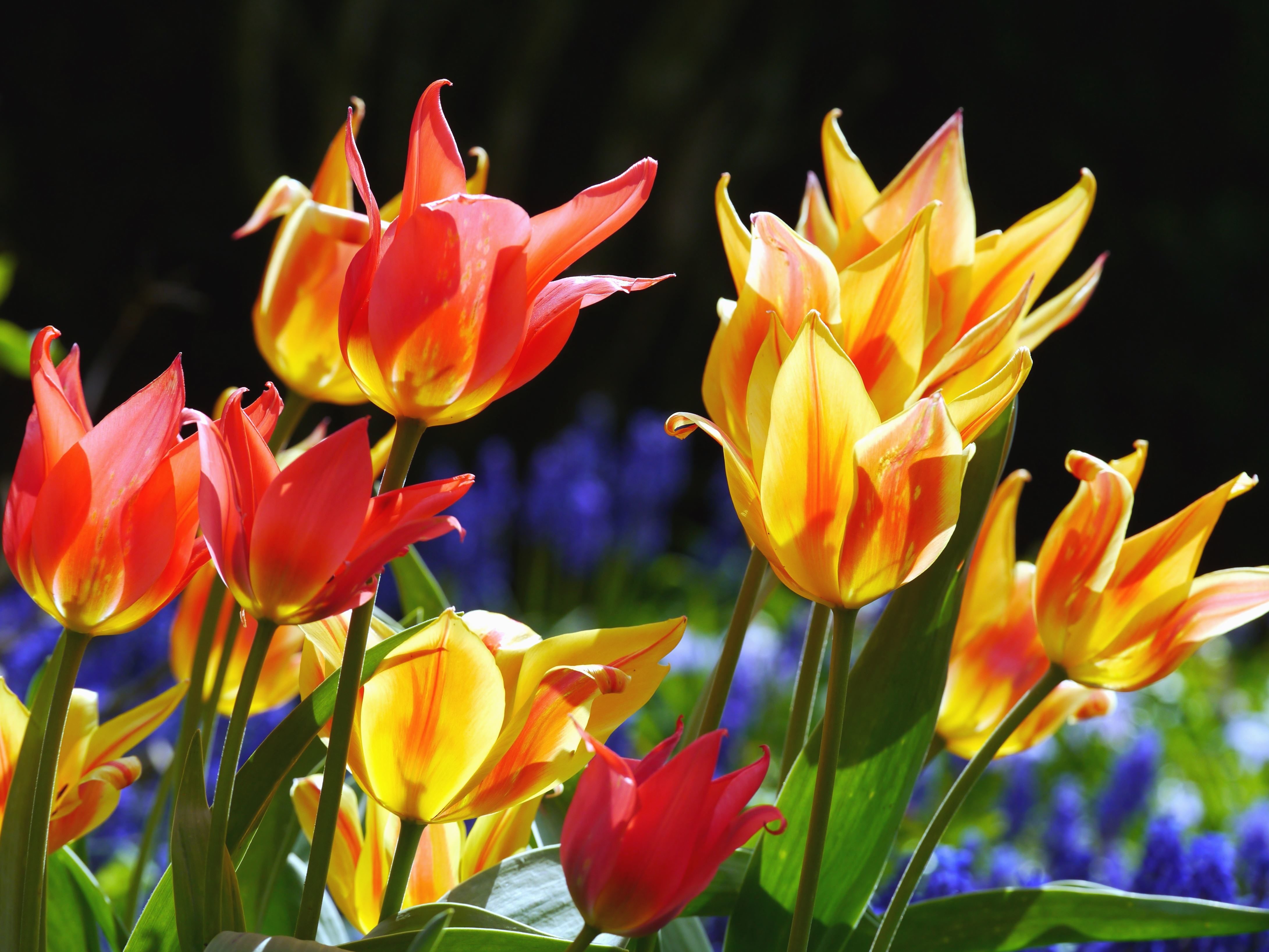 Detail Bunga Tulip Warna Warni Nomer 40
