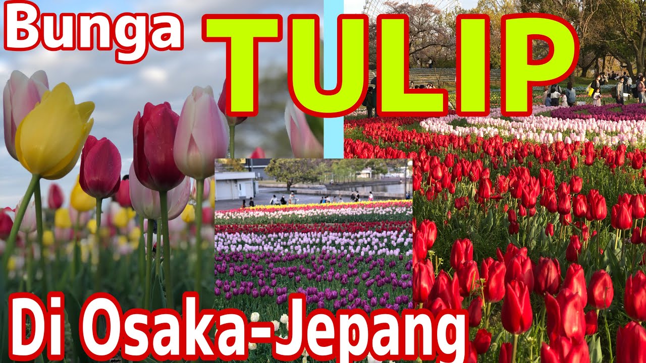 Detail Bunga Tulip Warna Warni Nomer 41