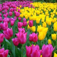 Detail Bunga Tulip Warna Warni Nomer 49