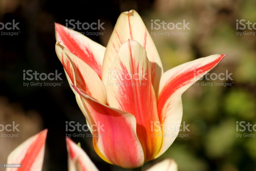 Detail Bunga Tulip Warna Warni Nomer 55