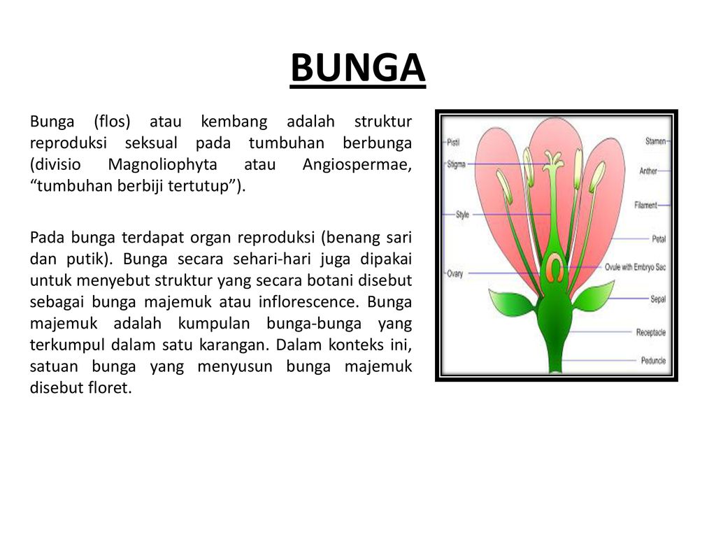 Detail Bunga Tunggal Pada Tumbuhan Nomer 18