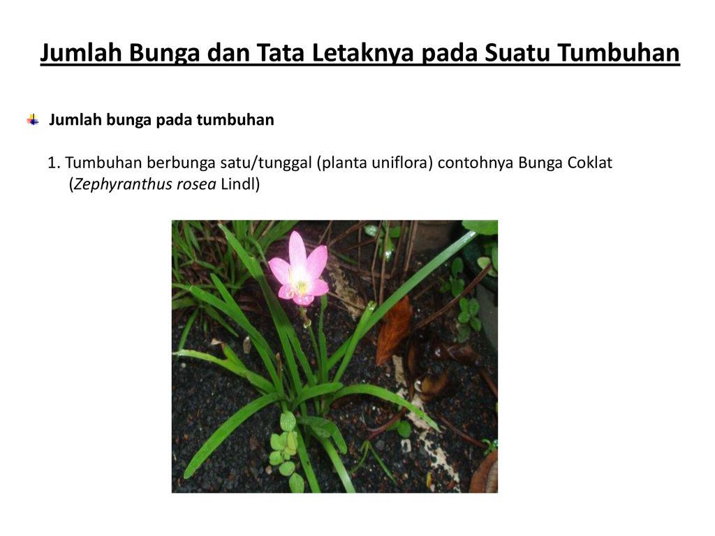 Detail Bunga Tunggal Pada Tumbuhan Nomer 32