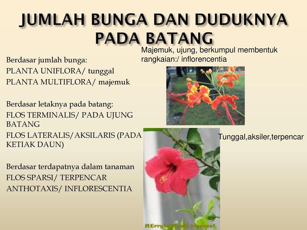 Detail Bunga Tunggal Pada Tumbuhan Nomer 34