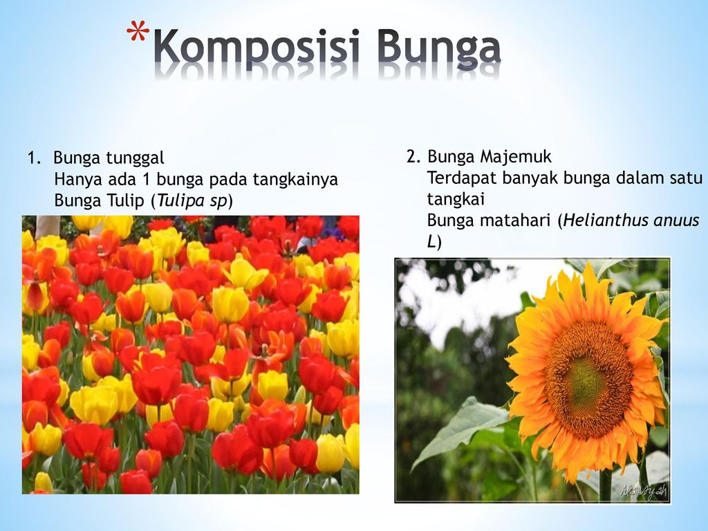 Detail Bunga Tunggal Pada Tumbuhan Nomer 7