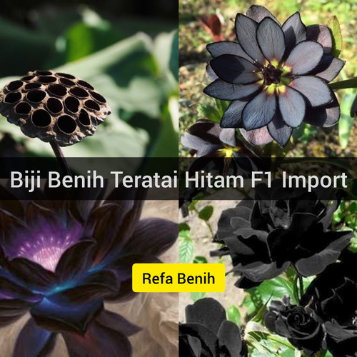 Detail Bunga Tunjung Hitam Nomer 4