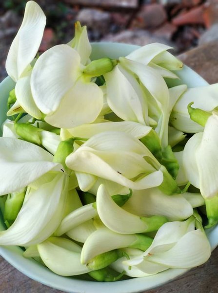 Detail Bunga Turi Putih Nomer 23