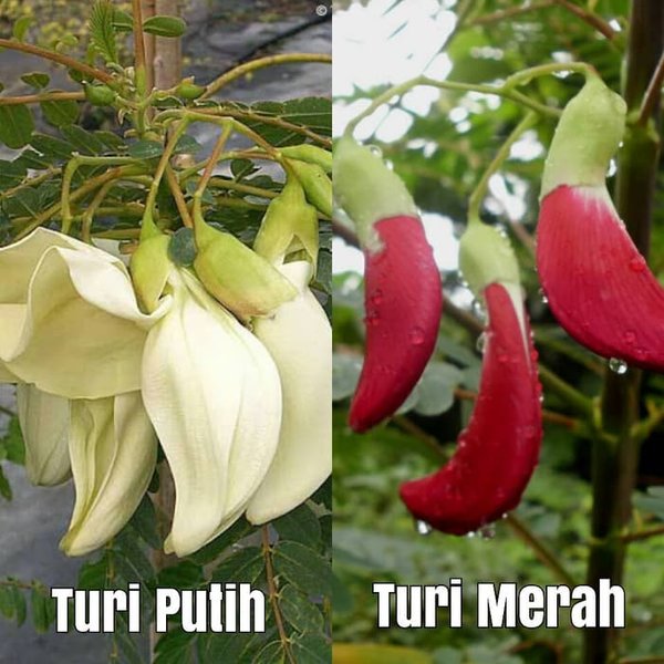 Detail Bunga Turi Putih Nomer 28