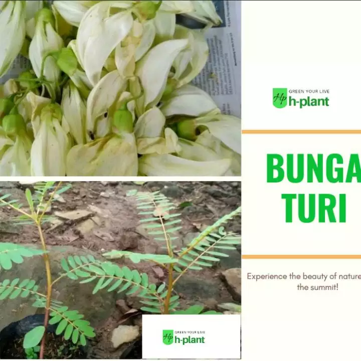Detail Bunga Turi Putih Nomer 55