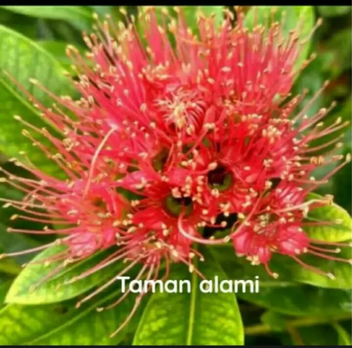 Detail Bunga Untuk Nama Ff Nomer 44
