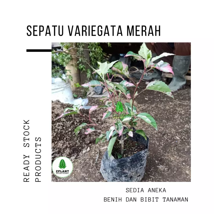 Detail Bunga Varigata Merah Nomer 50