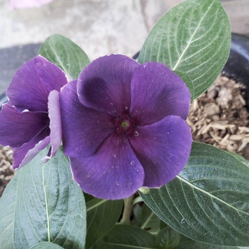 Detail Bunga Vinca Biru Nomer 21
