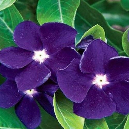 Detail Bunga Vinca Biru Nomer 4