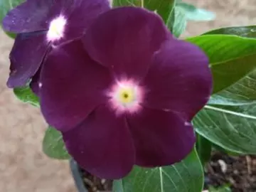 Detail Bunga Vinca Biru Nomer 38