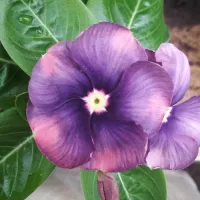 Detail Bunga Vinca Biru Nomer 58