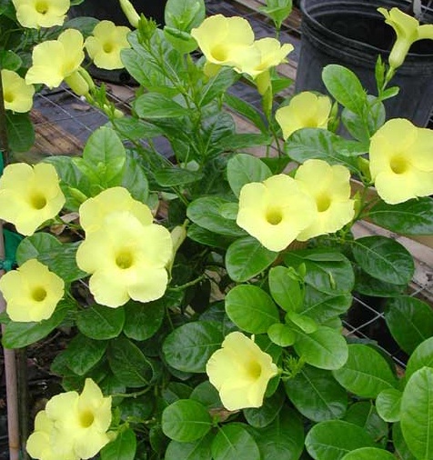 Detail Bunga Vinca Kuning Nomer 24