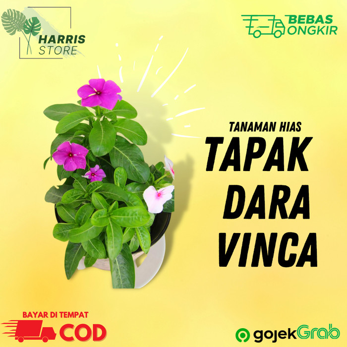 Detail Bunga Vinca Kuning Nomer 32