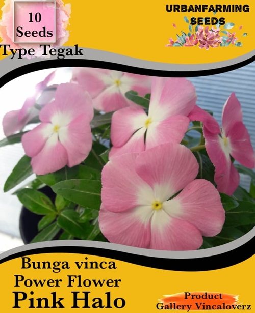 Detail Bunga Vinca Kuning Nomer 39