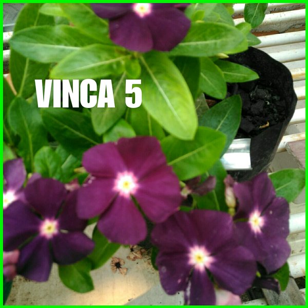 Detail Bunga Vinca Kuning Nomer 49
