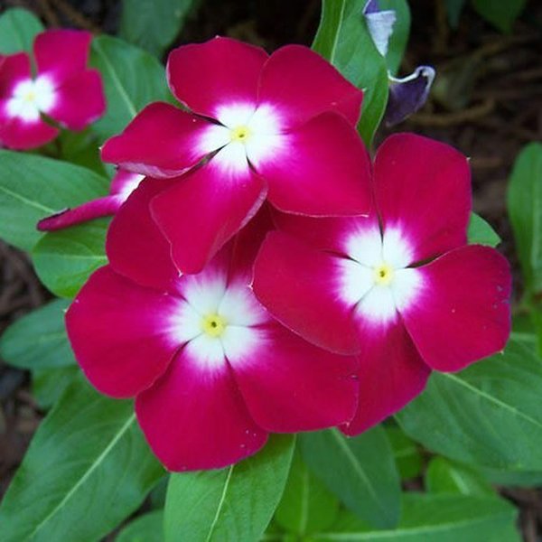 Bunga Vinca Merah - KibrisPDR