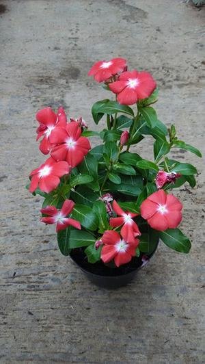 Detail Bunga Vinca Merah Nomer 5