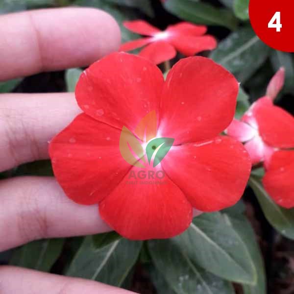 Detail Bunga Vinca Merah Nomer 6