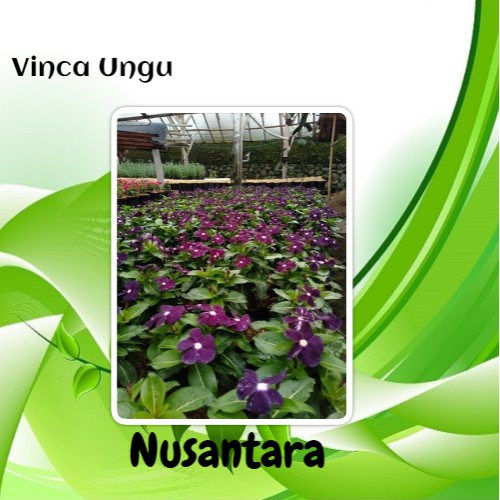 Detail Bunga Vinca Ungu Nomer 50