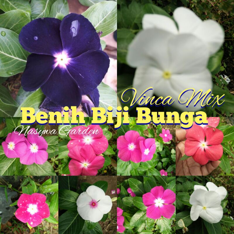 Detail Bunga Vinca Ungu Nomer 51