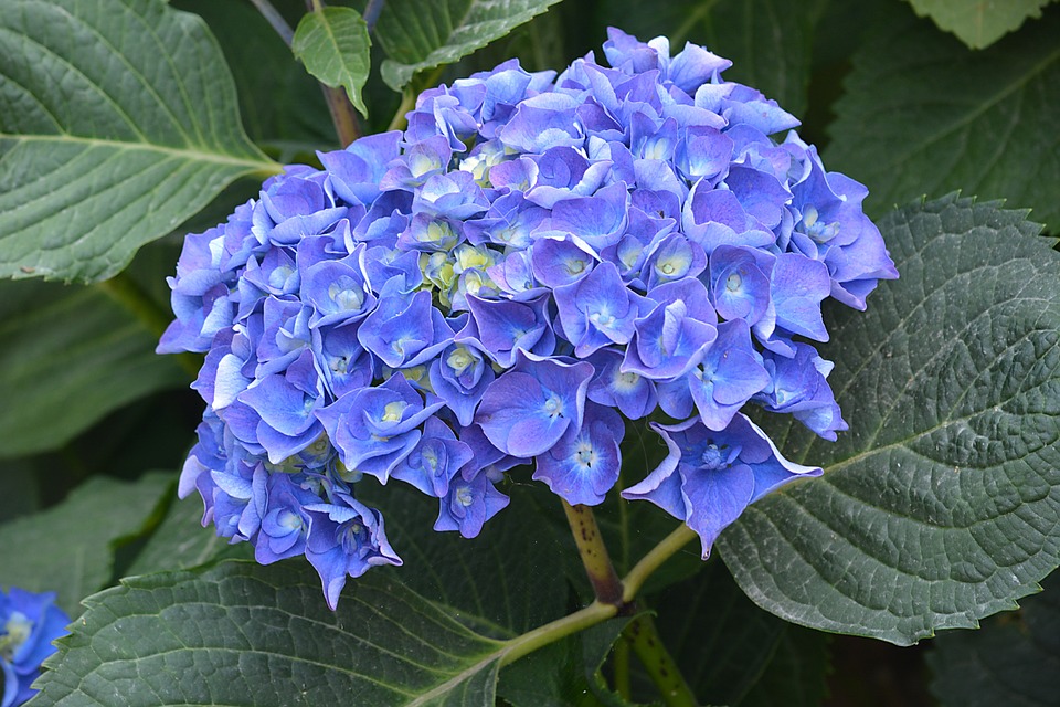 Bunga Violet Biru - KibrisPDR