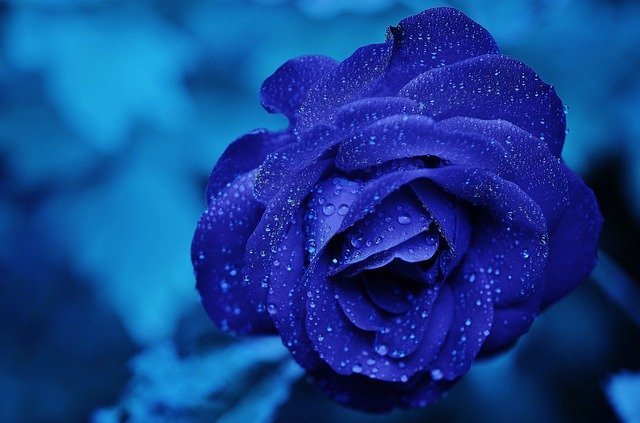 Detail Bunga Violet Biru Nomer 3