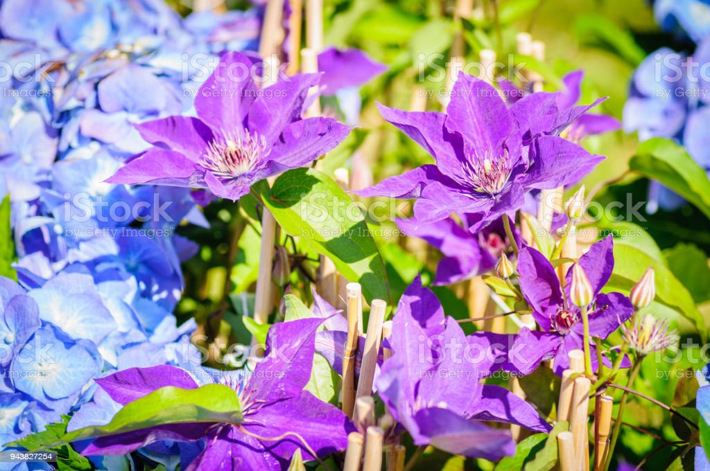 Detail Bunga Violet Biru Nomer 47