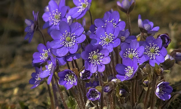 Detail Bunga Violet Biru Nomer 9